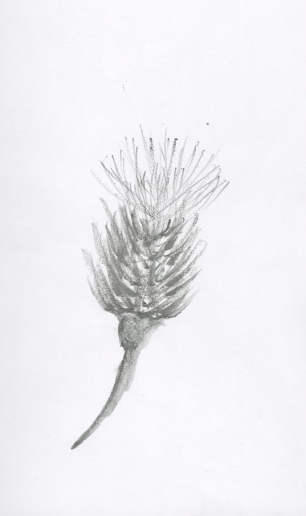 15126025_1353018251388465_811479706_o